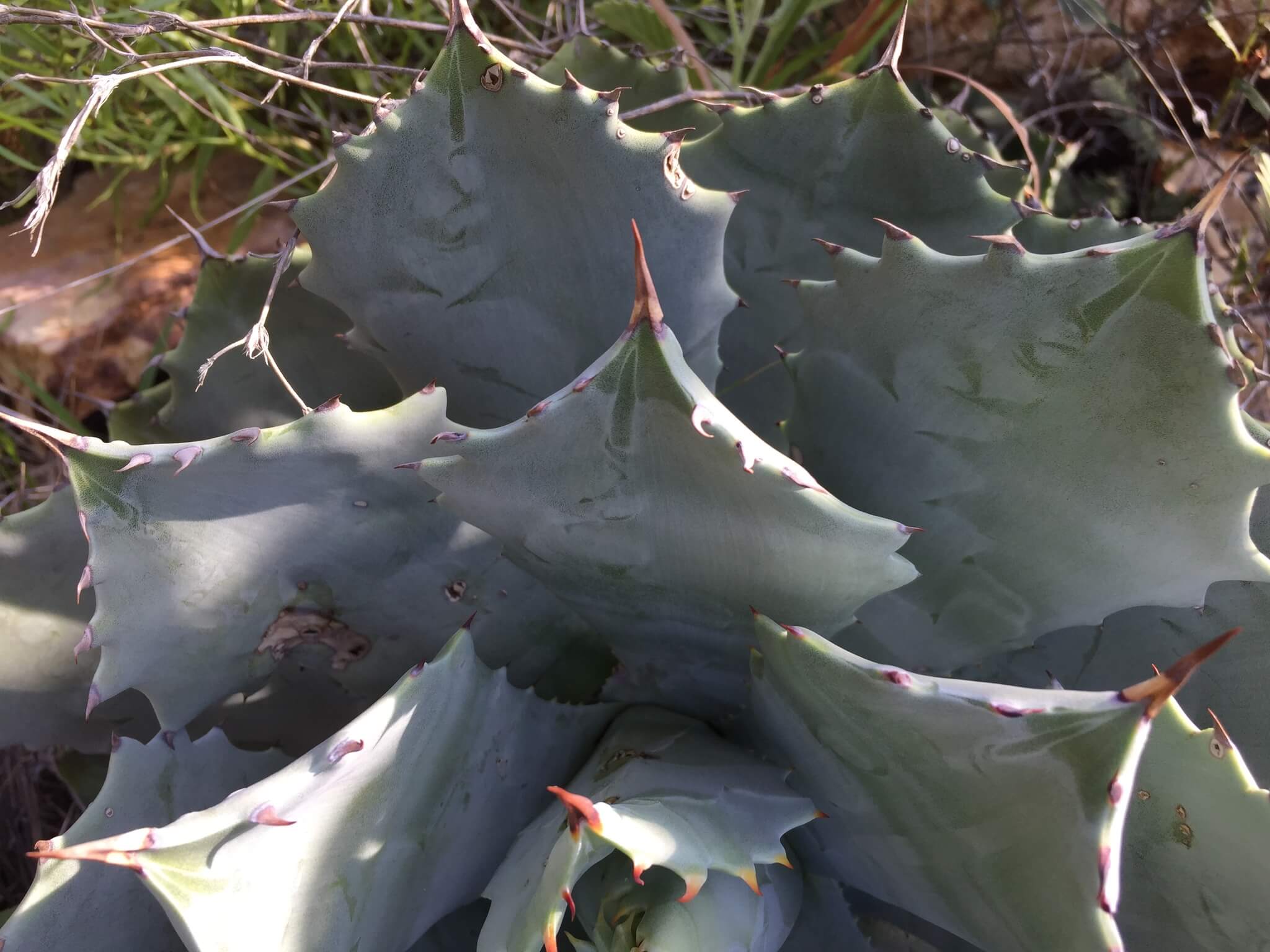 Agave isthmensis 